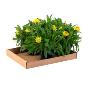 Corrugated Trays